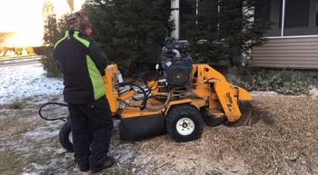 Robblee tree service work Stump Grinding