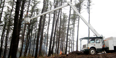 tree service
