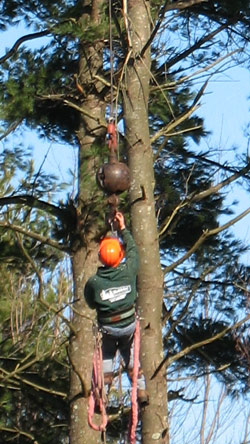 tree work