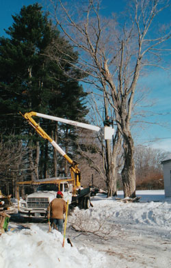 winter tree work