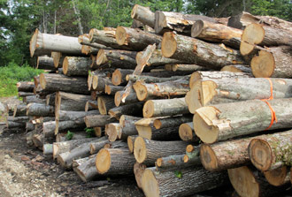 logs for lumber