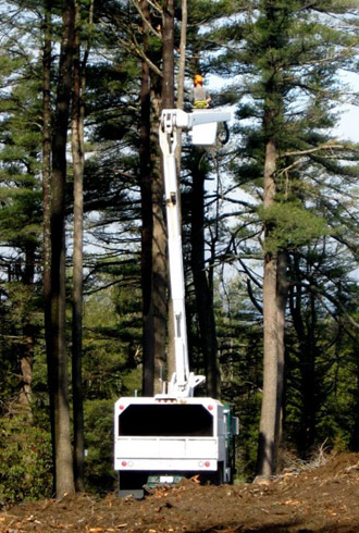 NH arborist work